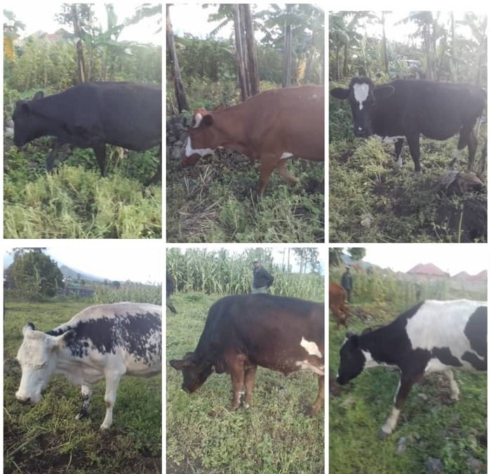 Eight Cows Seized for Illegal Transport to Congo